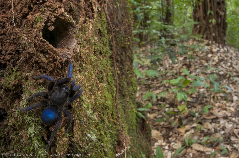 21028 blue tarantula behavior