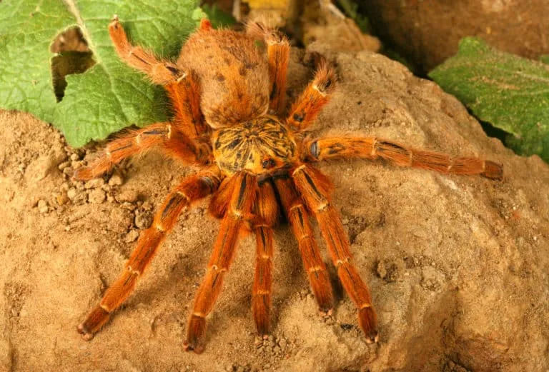 21028 blue tarantula conservation