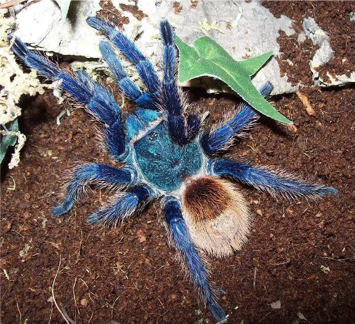 21028 blue tarantula feeding