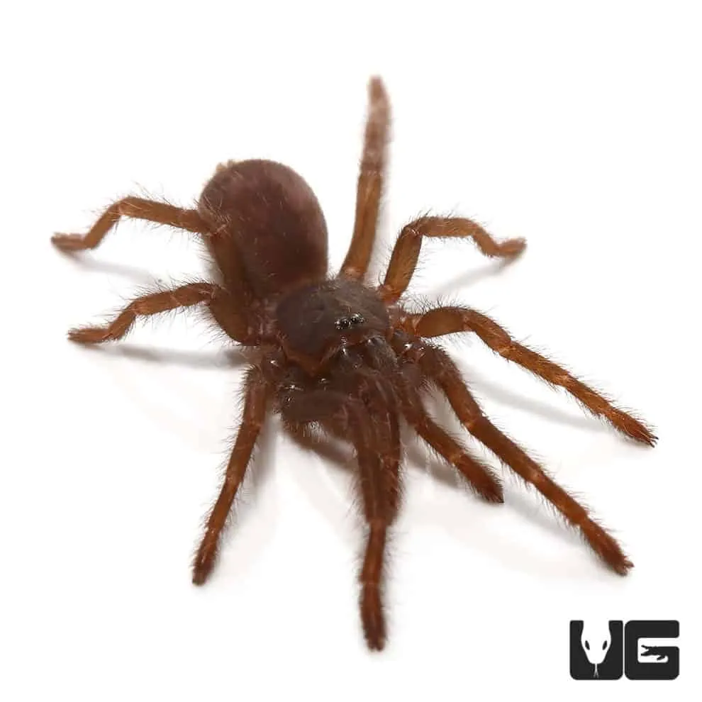 21028 blue tarantula orange abdomen 2