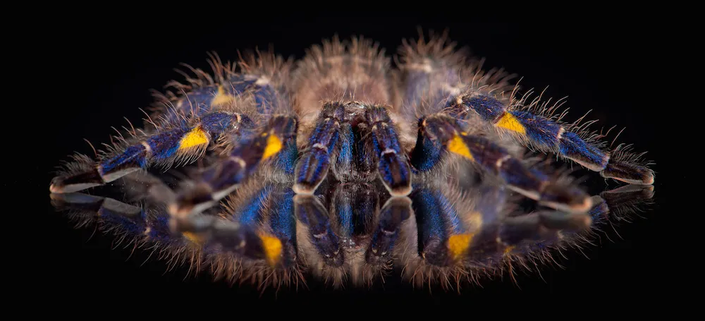 /img/21028-blue-tarantula-orange-abdomen-7.webp