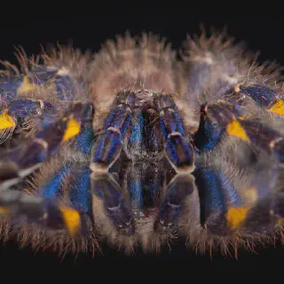 /img/21028-blue-tarantula-orange-abdomen-7.webp