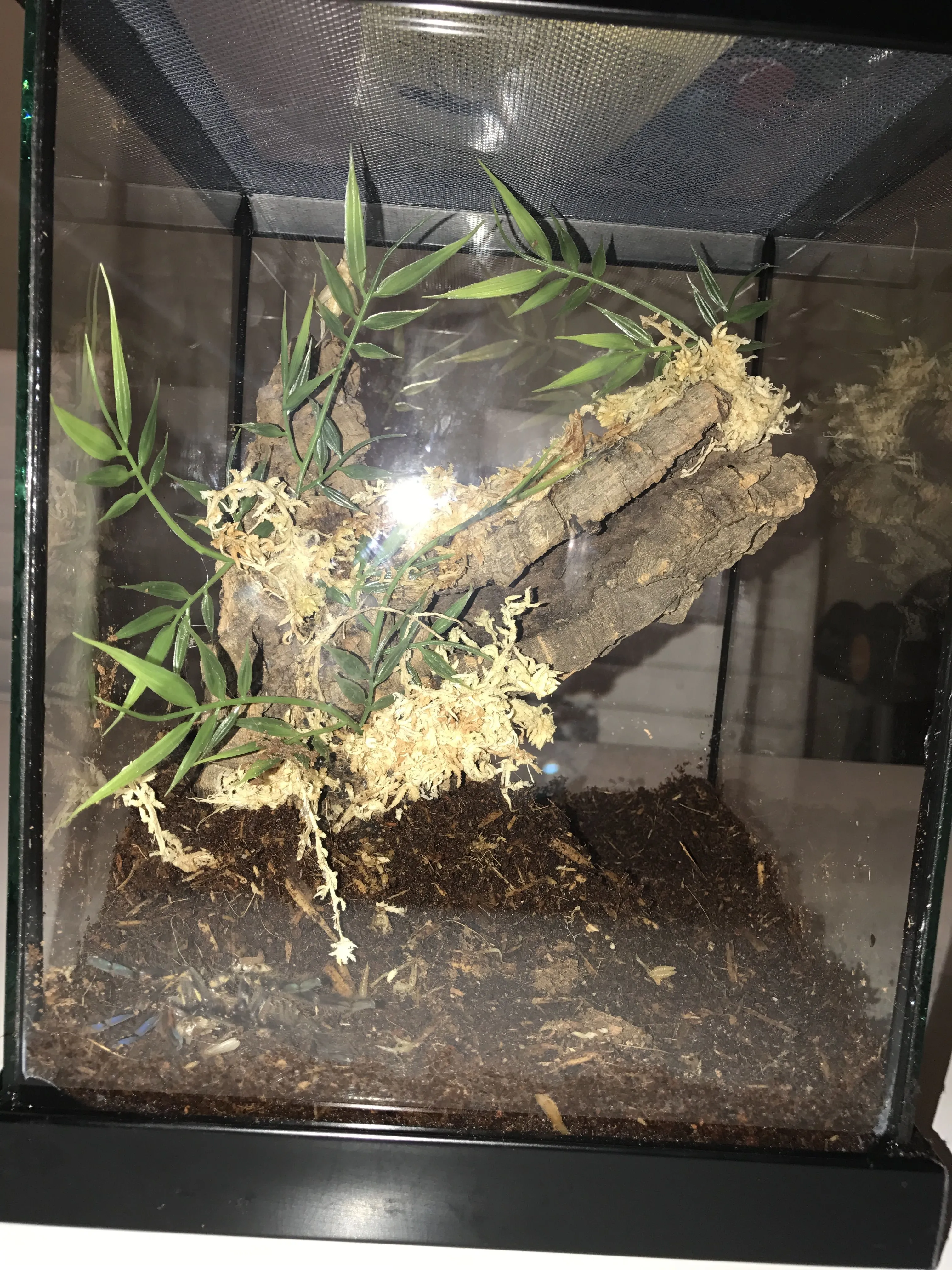 21029 tarantula cleaning