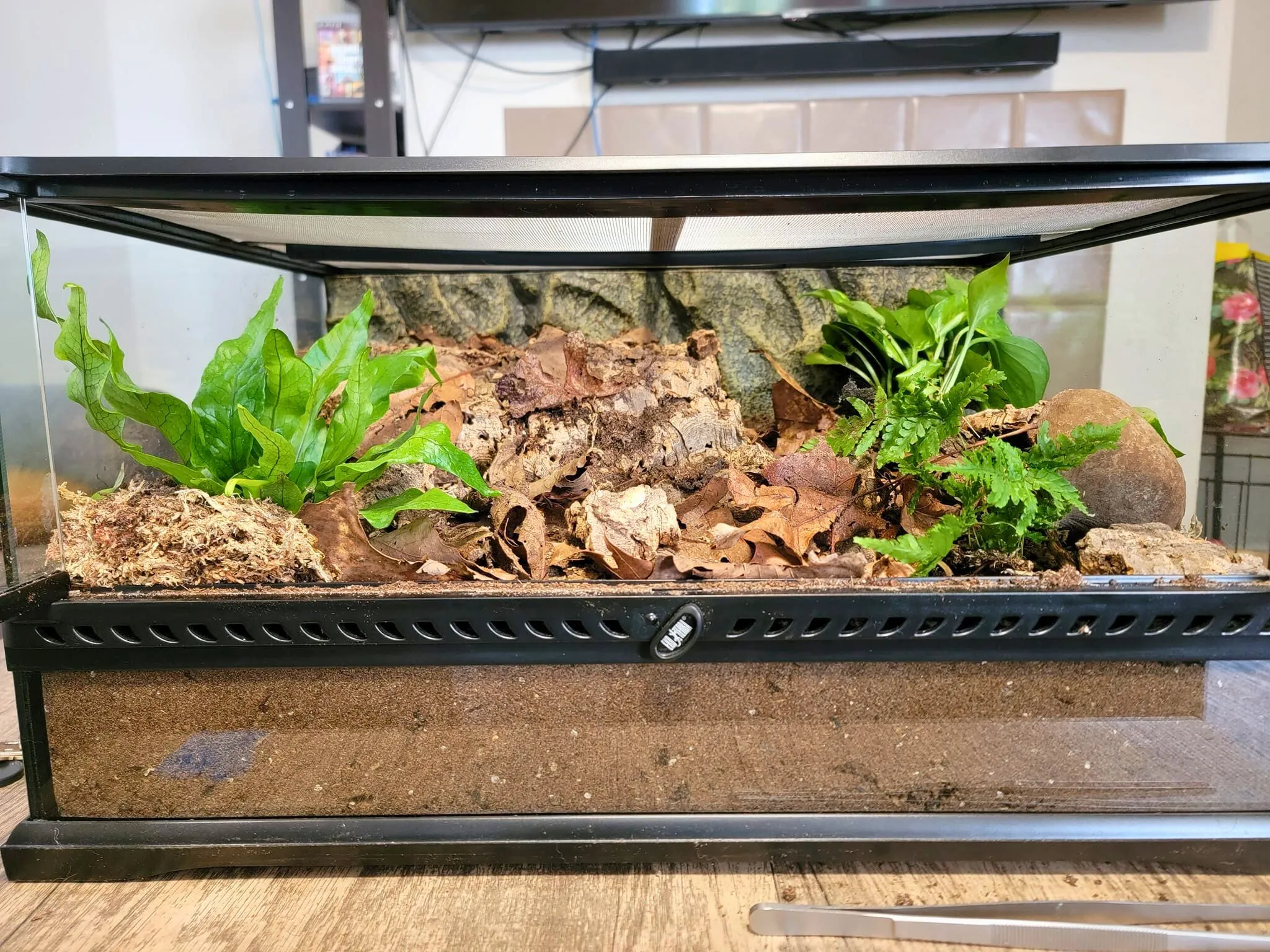 21029 tarantula enclosure size