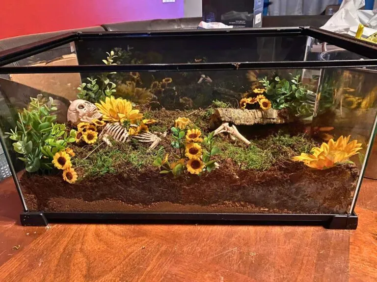 21029 tarantula hide