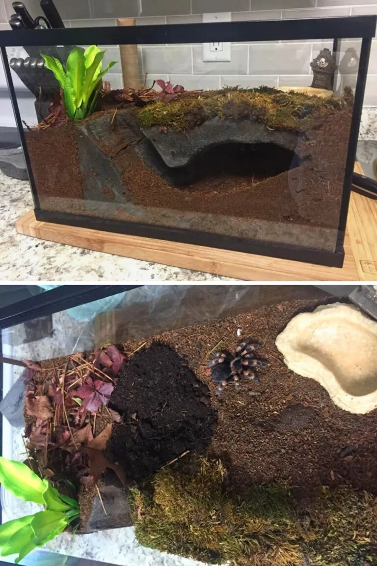 21029 tarantula substrate