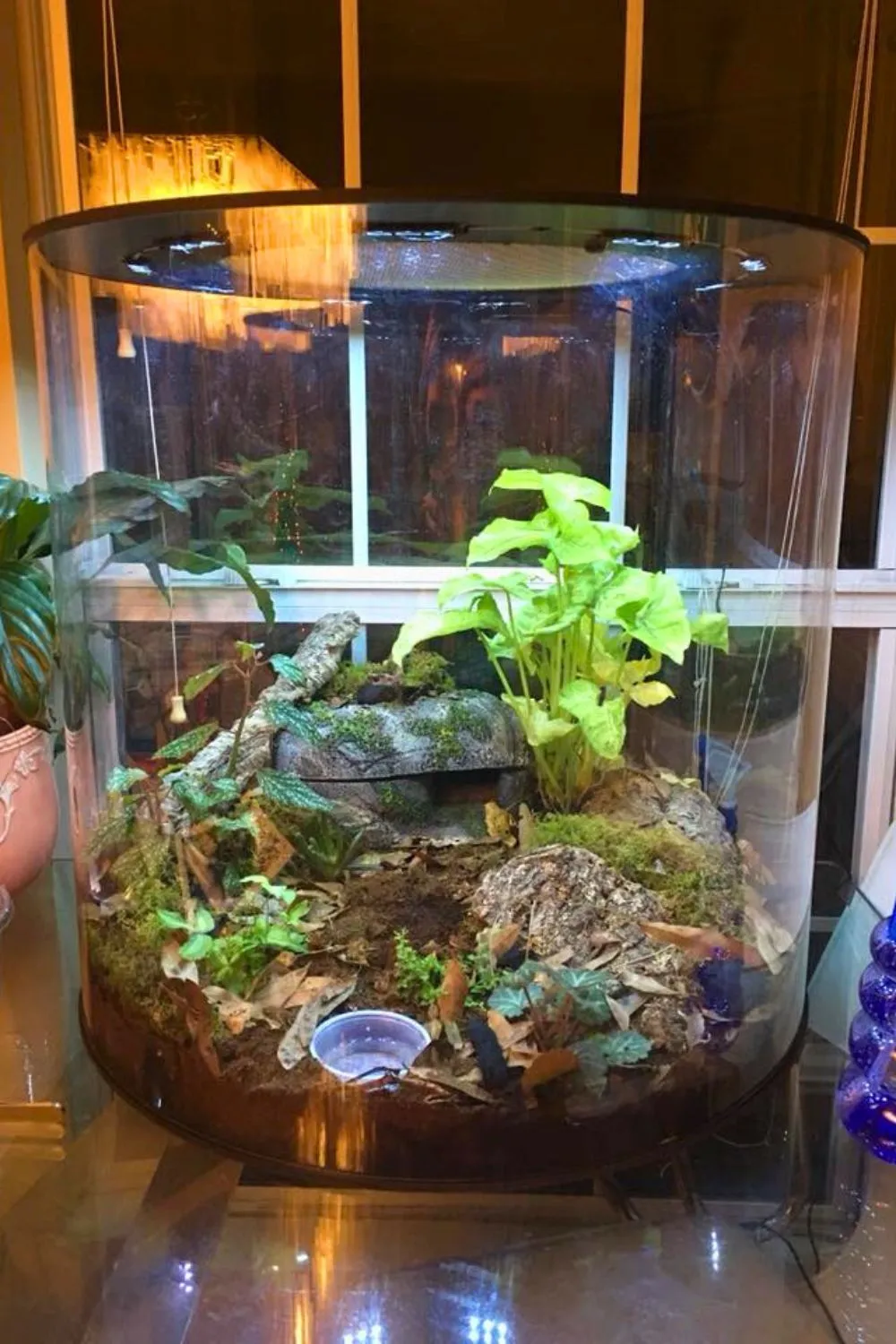 21029 tarantula ventilation