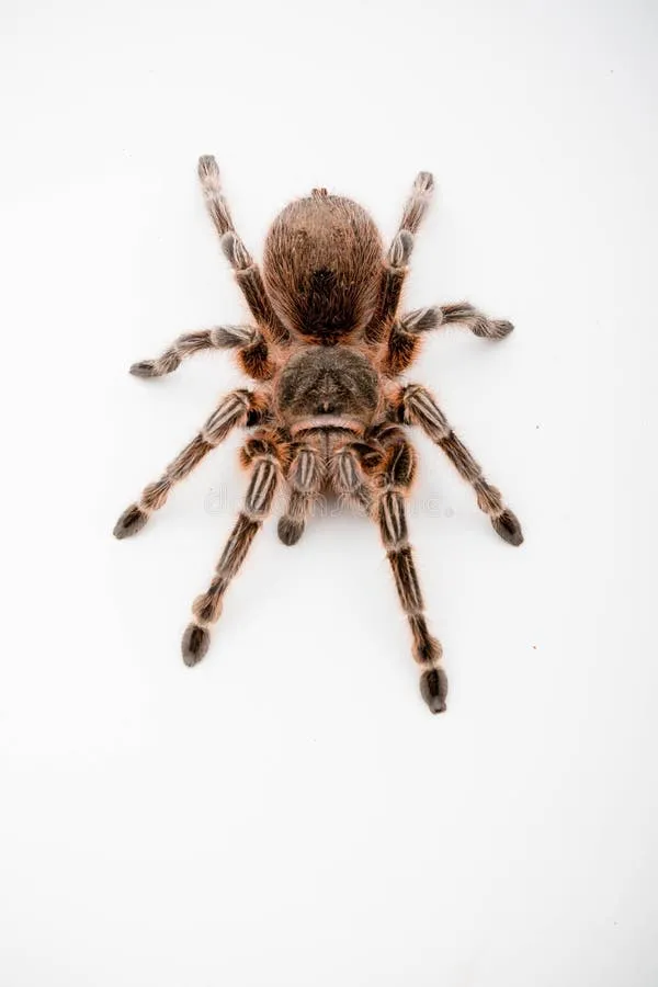 /img/21030-chilli-rose-tarantula-conservation.webp