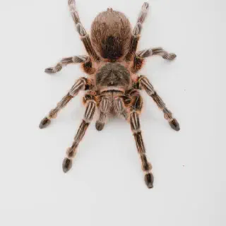 /img/21030-chilli-rose-tarantula-conservation.webp