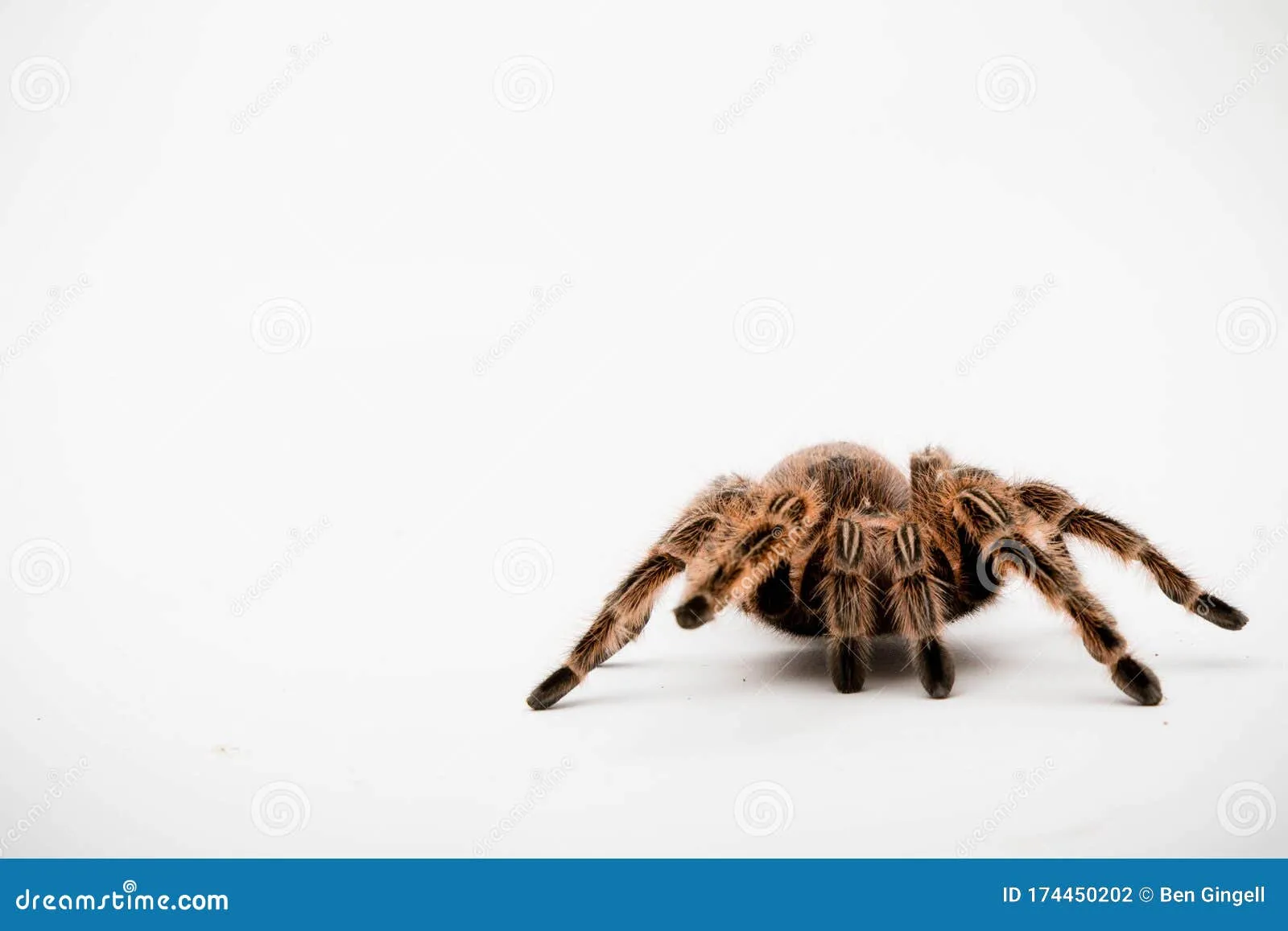 21030 chilli rose tarantula handling