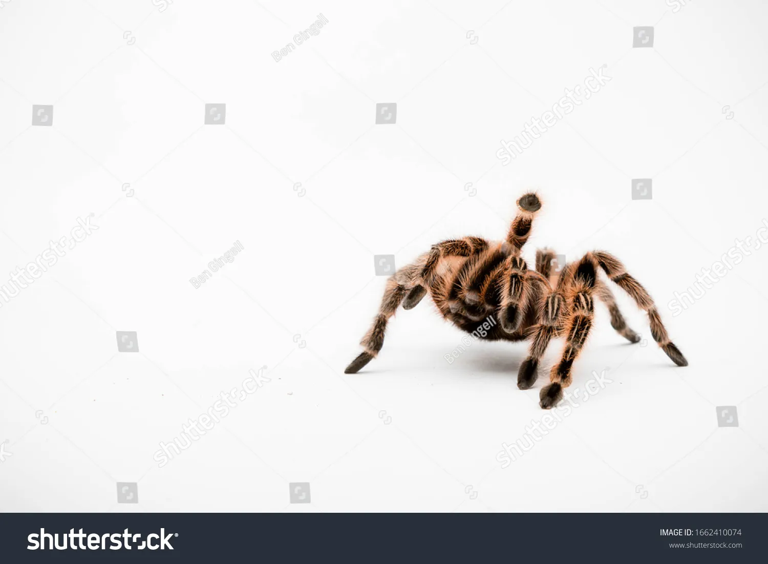 21030 chilli rose tarantula molting