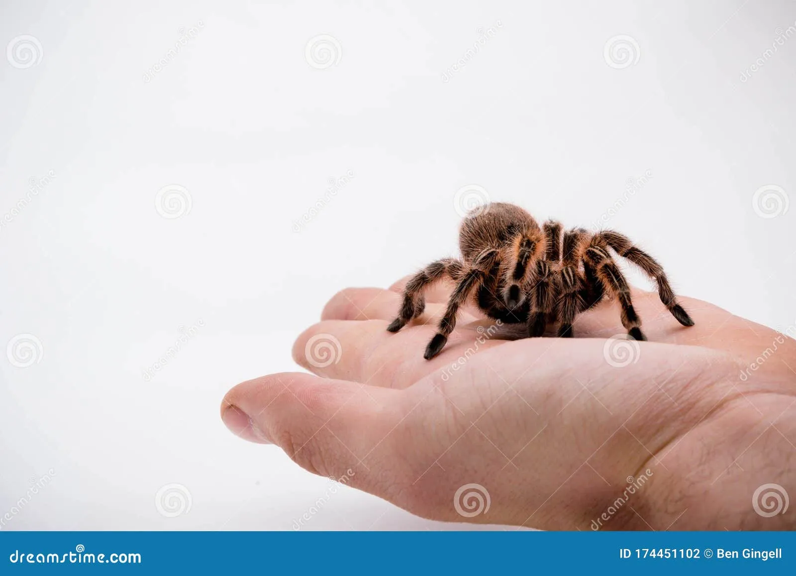 21030 chilli rose tarantula size