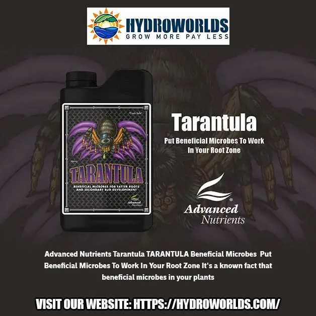 21031 adult tarantula