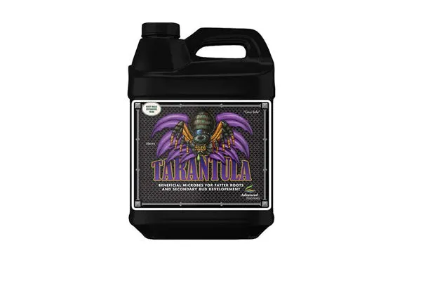 21031 healthy tarantula