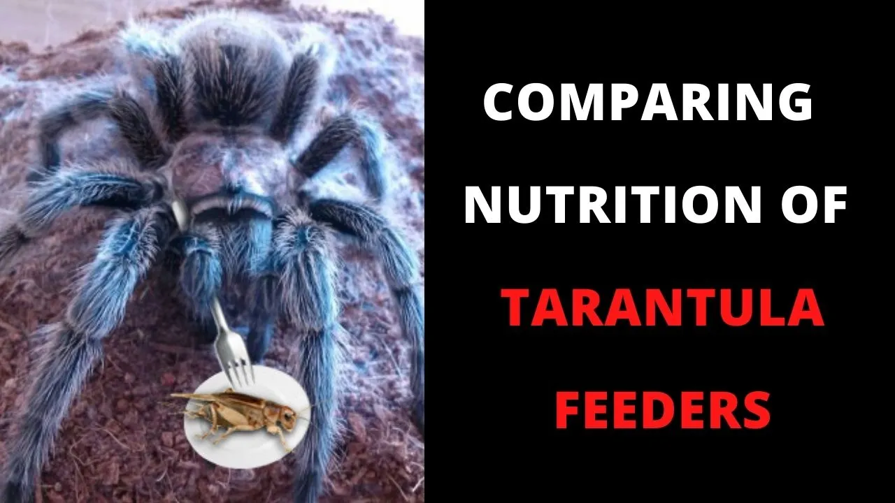 21031 tarantula molting