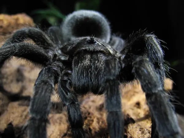 21032 brazilian black tarantula enclosure