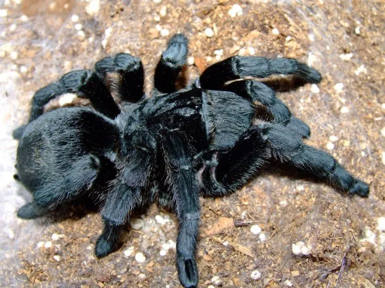 21032 brazilian black tarantula feeding