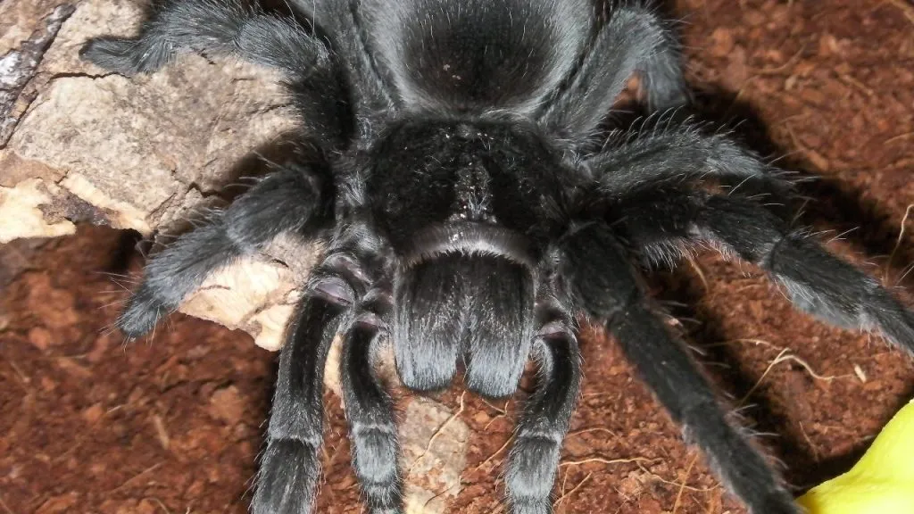 21032 brazilian black tarantula handling