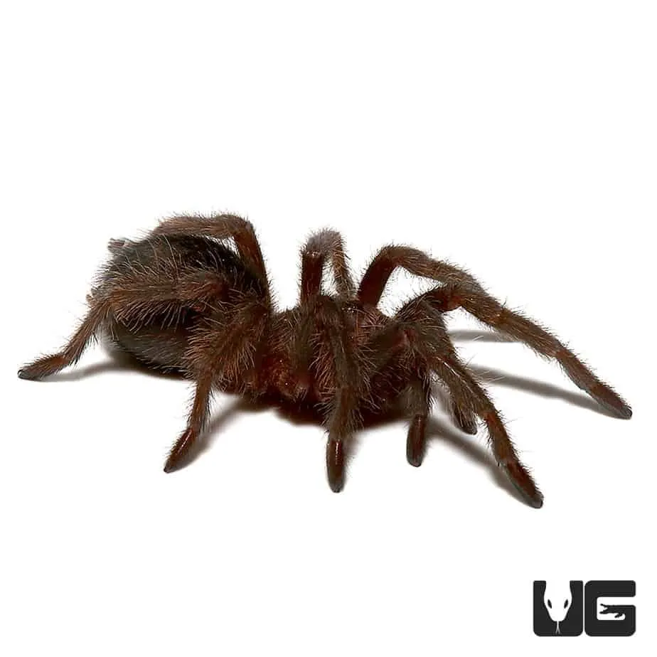 21032 brazilian black tarantula health