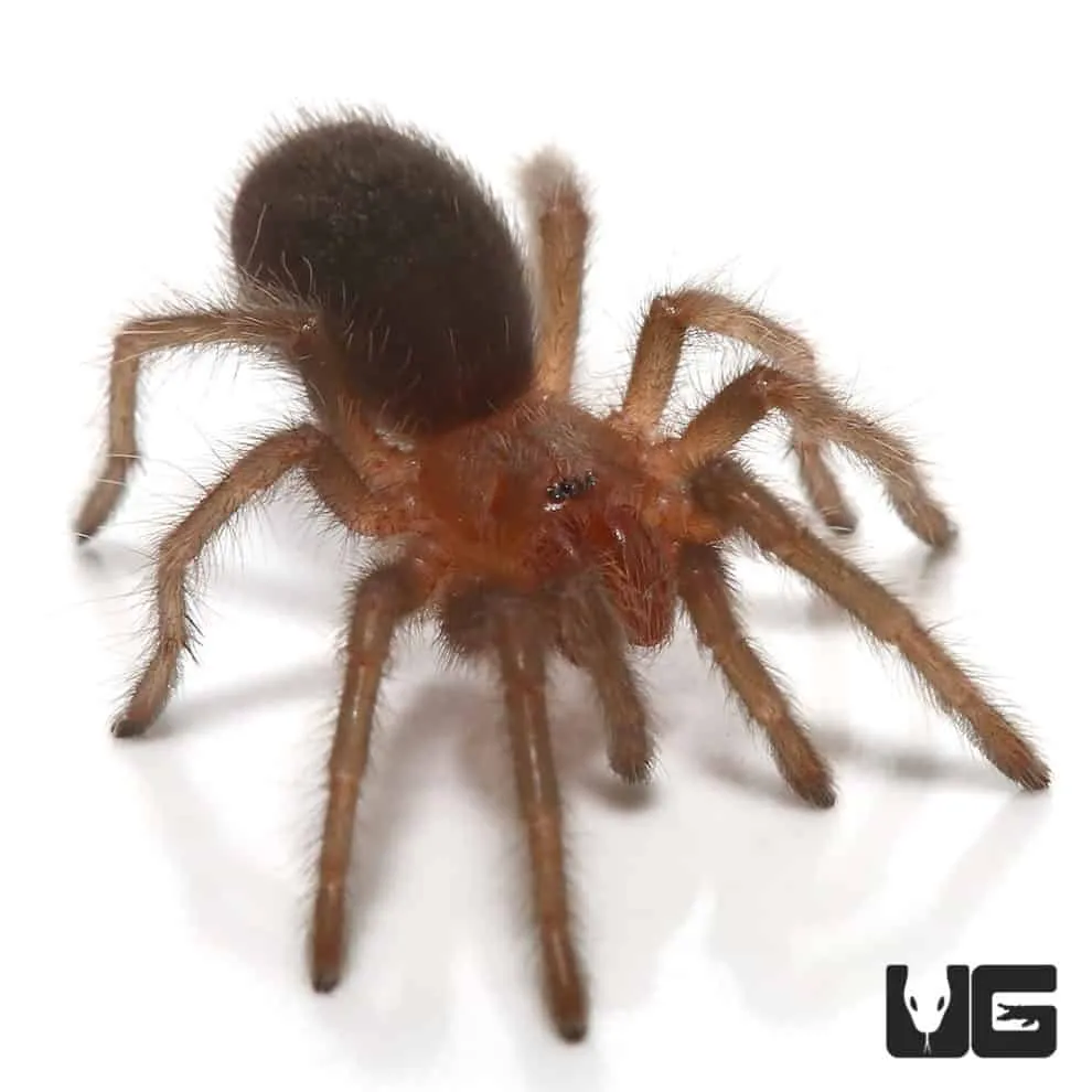/img/21032-brazilian-black-tarantula-long-term-care.webp