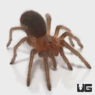 /img/21032-brazilian-black-tarantula-long-term-care.webp