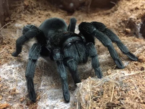 21032 brazilian black tarantula substrate