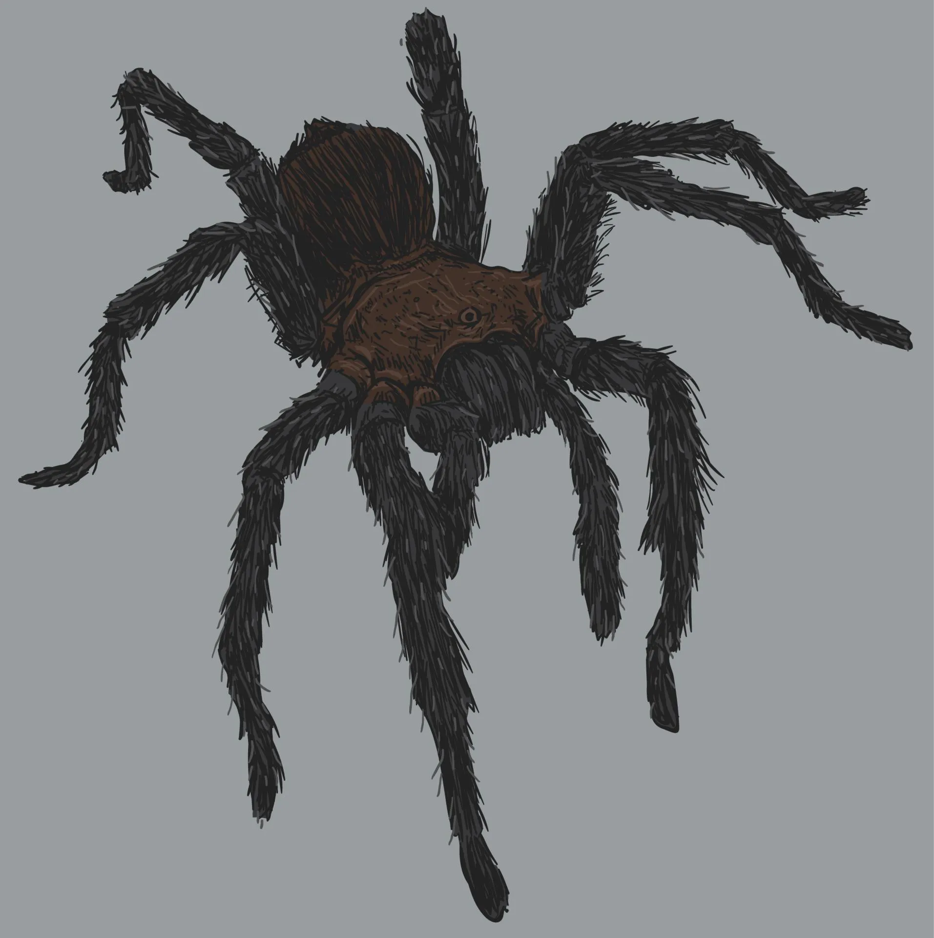 21033 tarantula drawing body