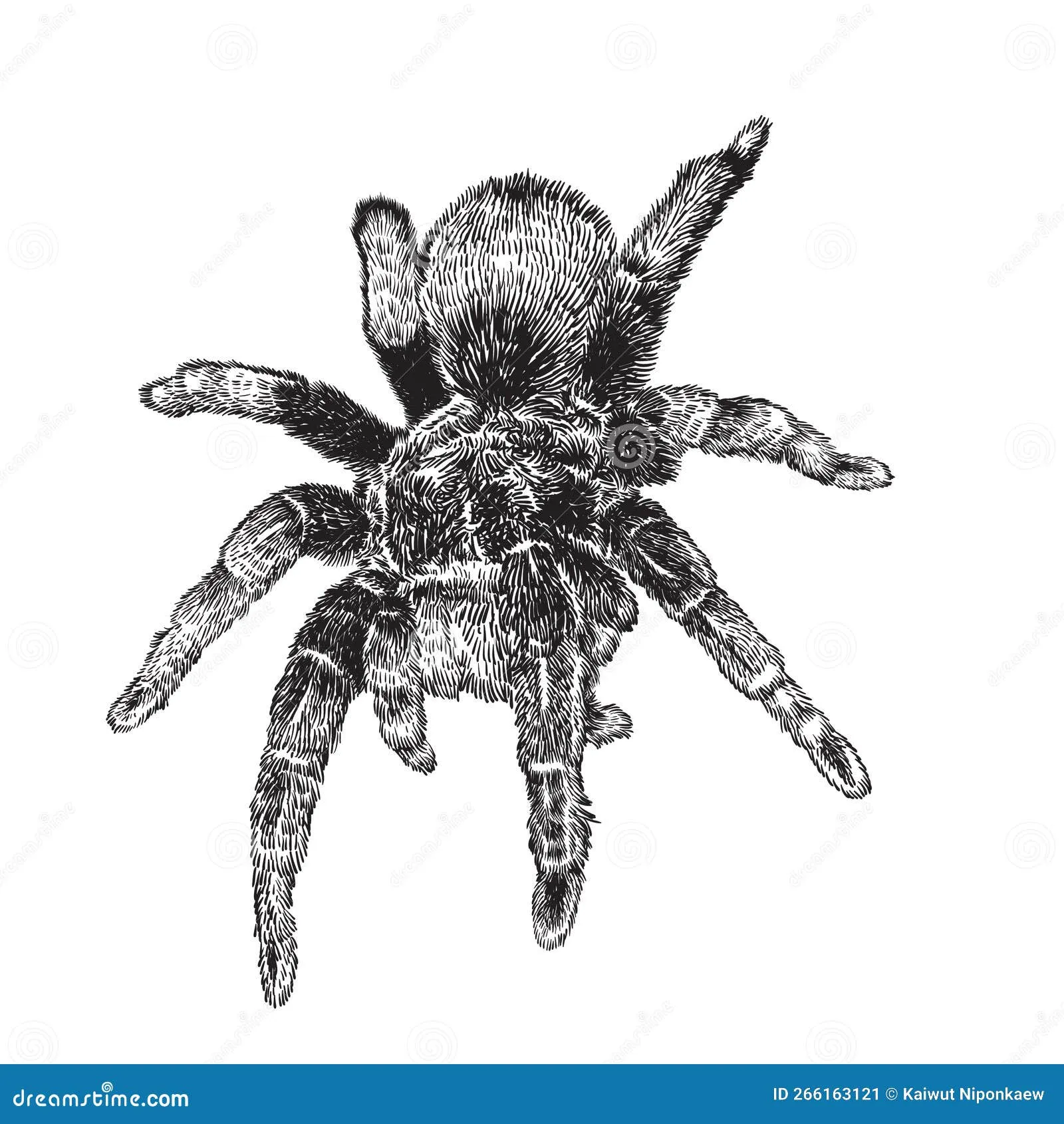 /img/21033-tarantula-drawing-final.webp