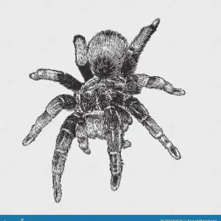 /img/21033-tarantula-drawing-final.webp