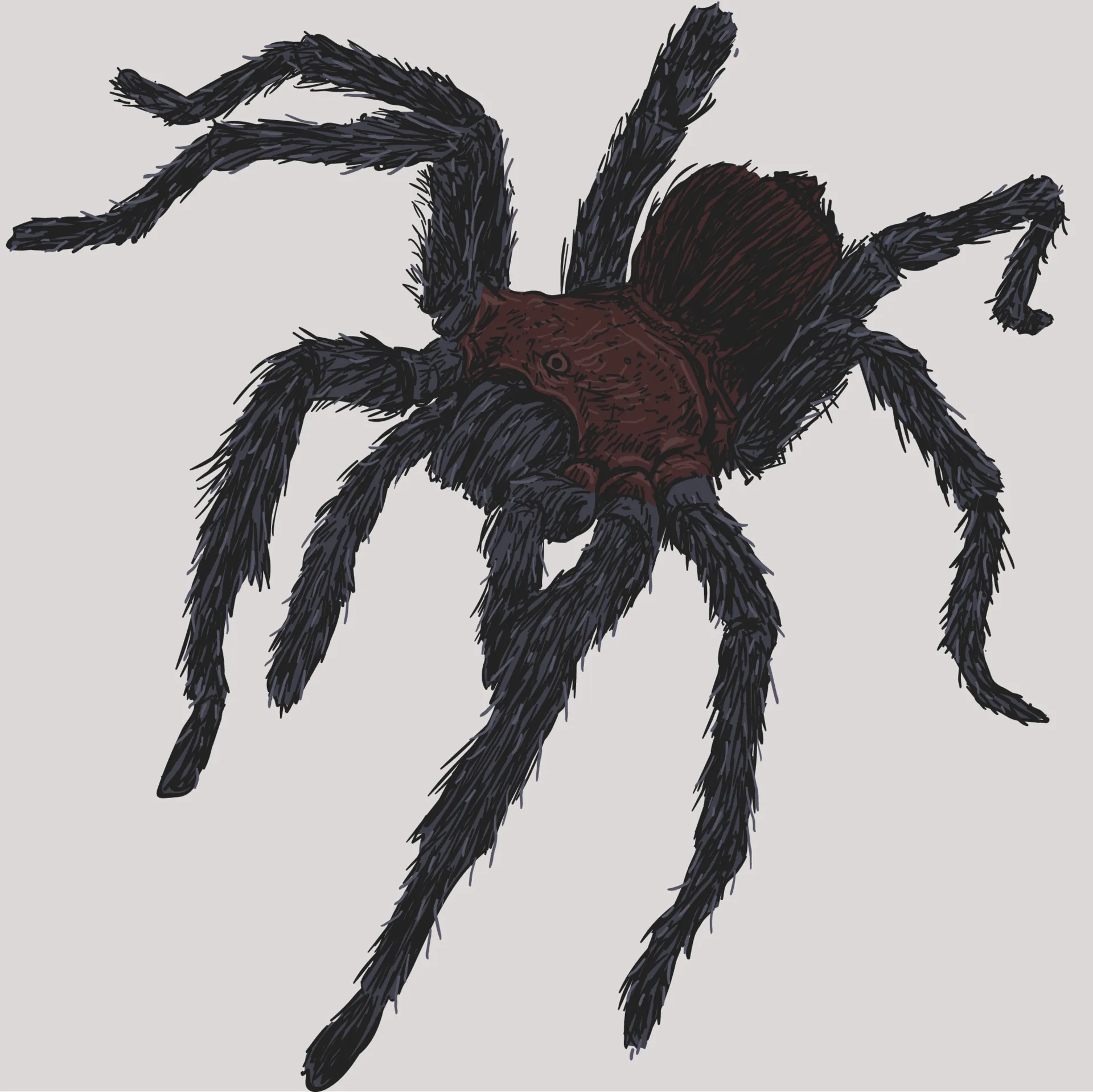 21033 tarantula drawing mistakes
