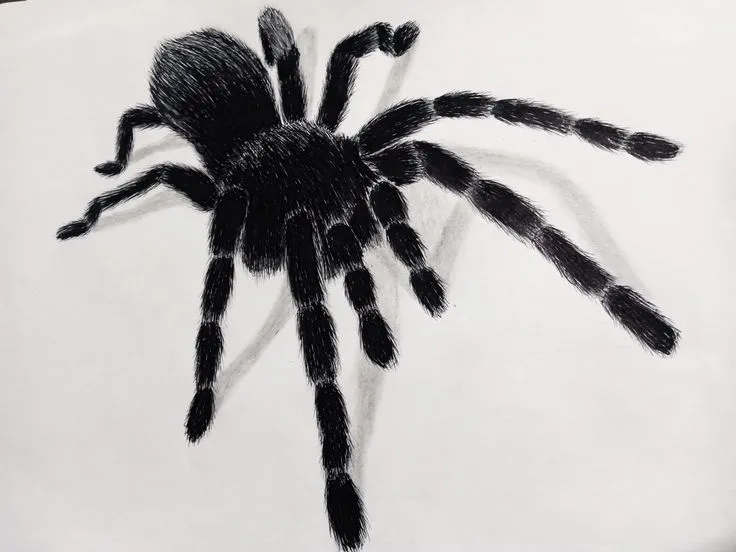 21033 tarantula drawing reference