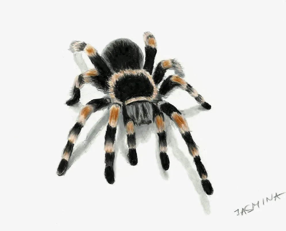 21033 tarantula drawing shading