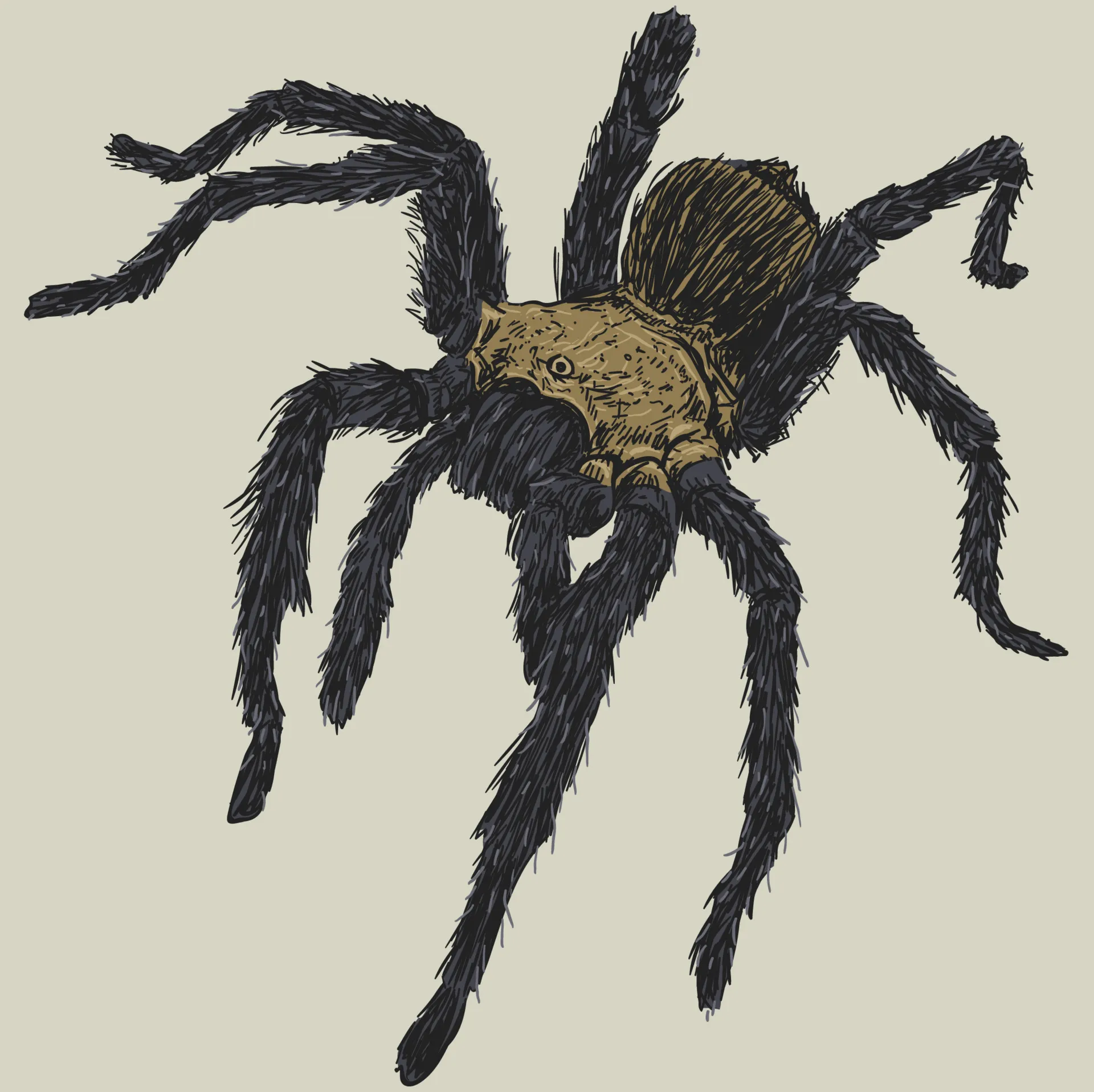 21033 tarantula drawing shape