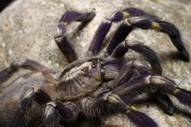 /img/21036-gooty-tarantula-in-captivity.webp