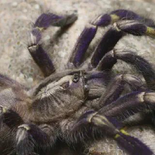 /img/21036-gooty-tarantula-in-captivity.webp