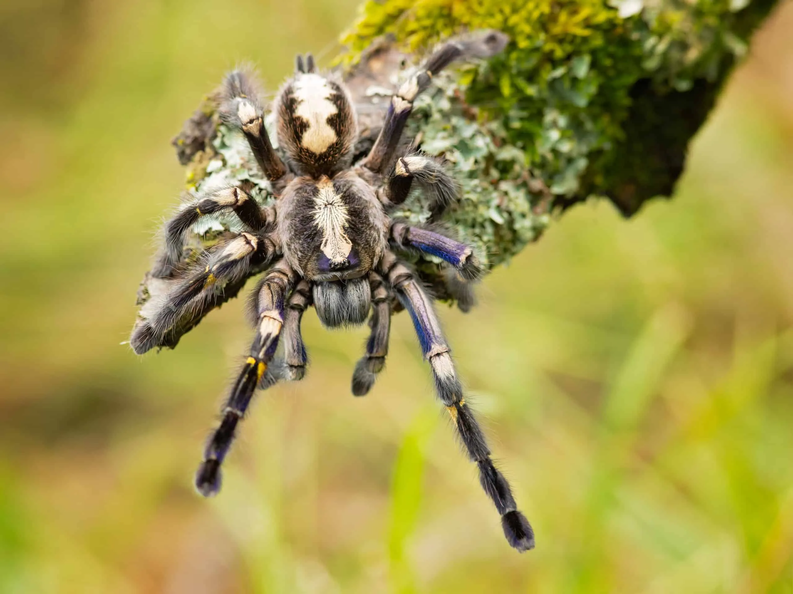 21036 gooty tarantula size comparison