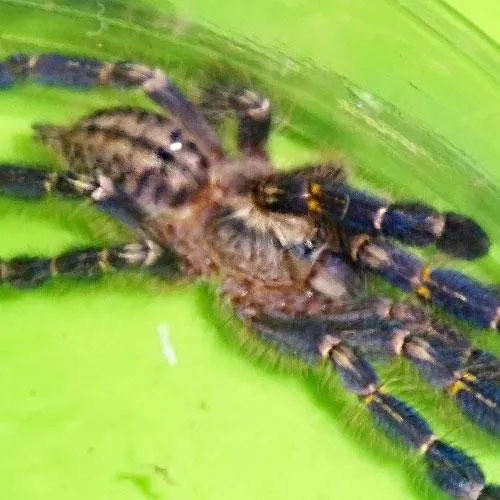 21036 male female gooty tarantula