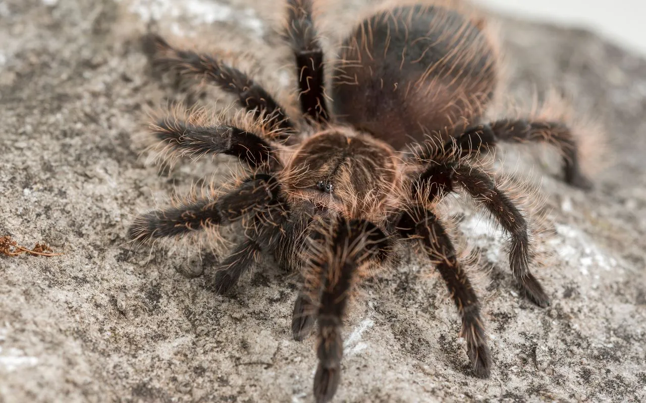 21037 tarantula feeding
