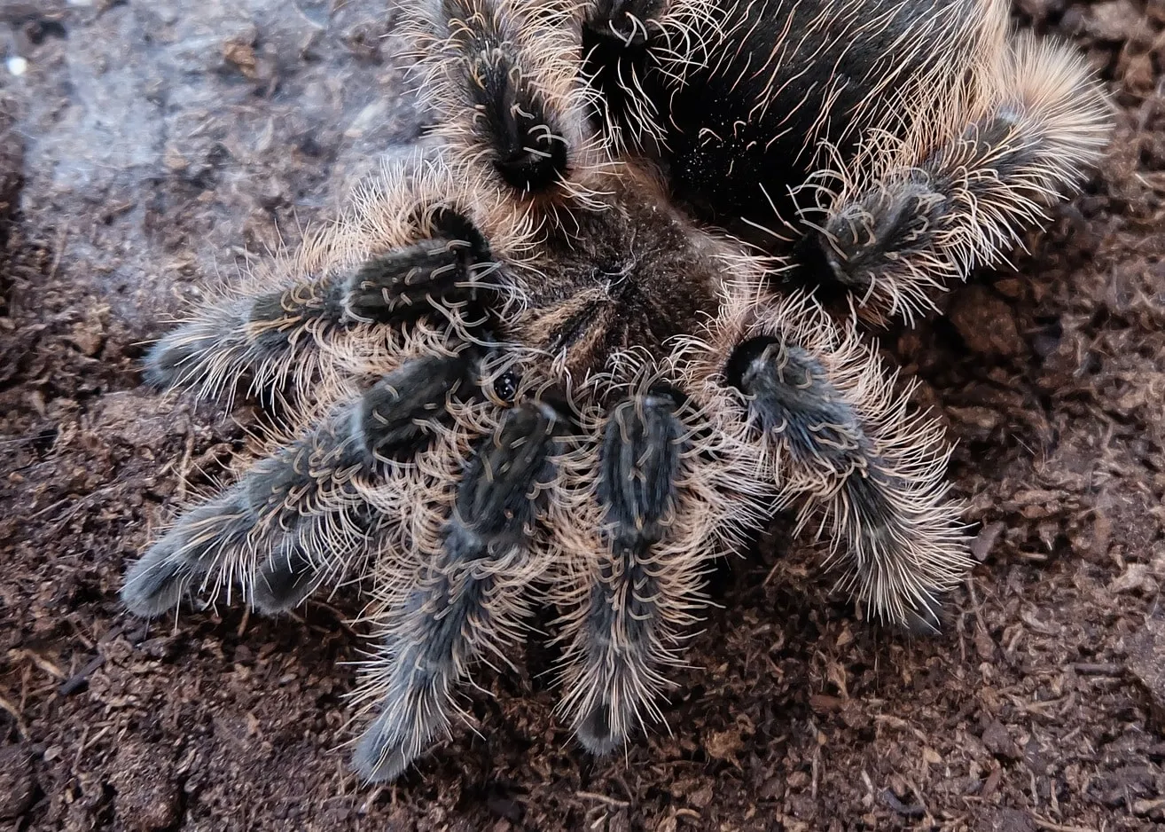 21037 tarantula handling