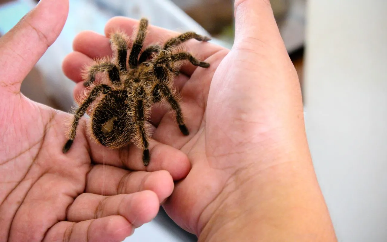 /img/21037-tarantula-illness.webp