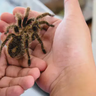 /img/21037-tarantula-illness.webp