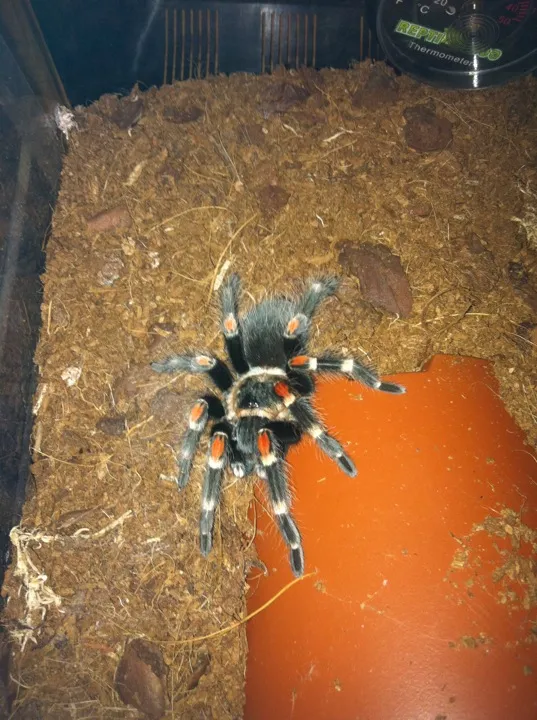 21038 feeding tarantula