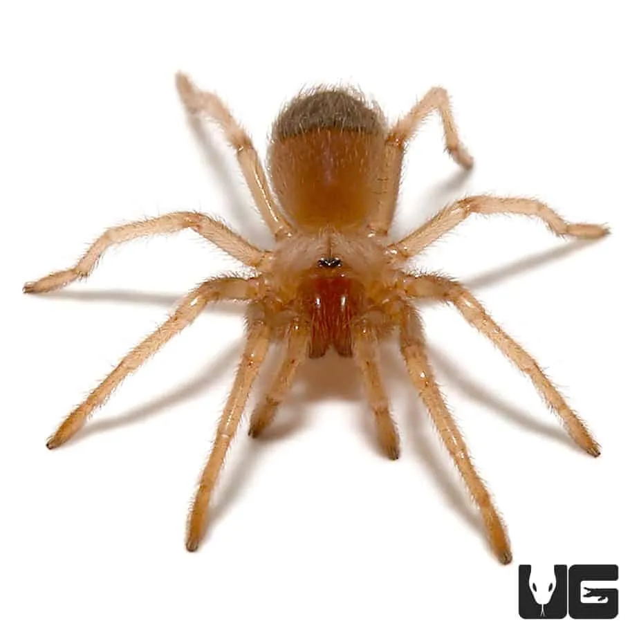 21038 mexican flame knee tarantula appearance