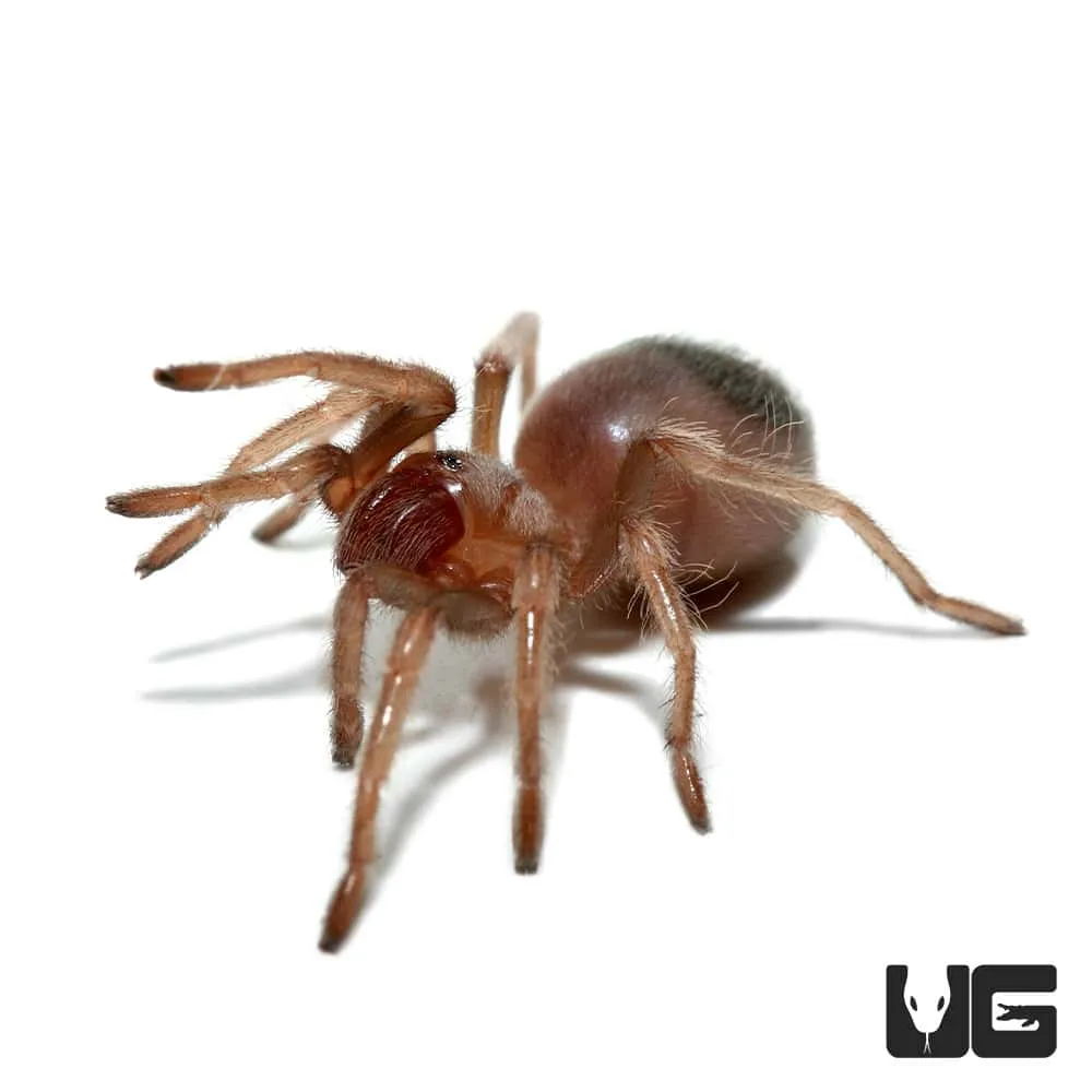 21038 mexican flame knee tarantula habitat