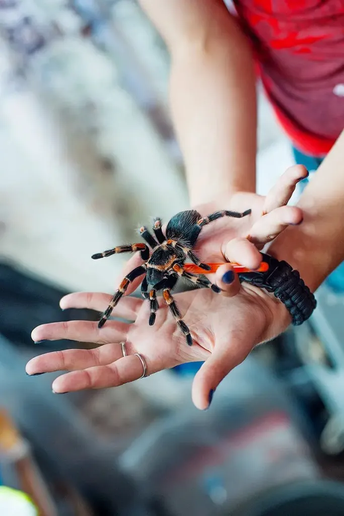 21038 mexican flame knee tarantula overview