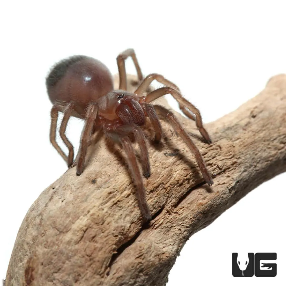 21038 tarantula enclosure