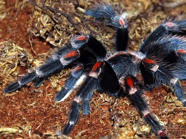 21038 tarantula handling