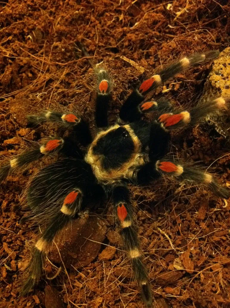 /img/21038-tarantula-molting.webp