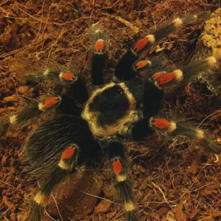 /img/21038-tarantula-molting.webp