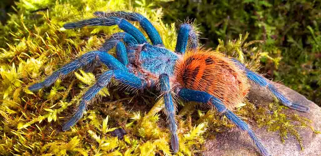 21040 columbian blue bottle tarantula handling